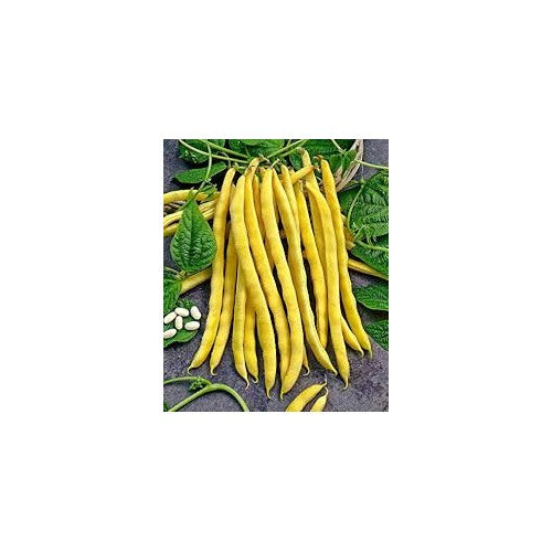 Yellow Bean Seeds for Planting [neera-v5-2e23762527ce08b592bd]