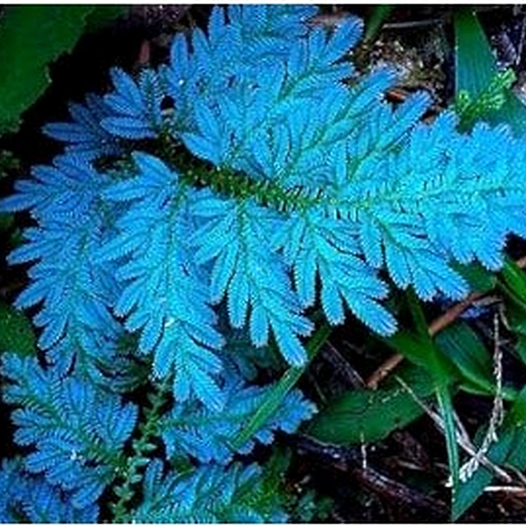 Blue Fern Plant Seeds for Planting [neera-v5-2e2d1ee87d853bea021f]