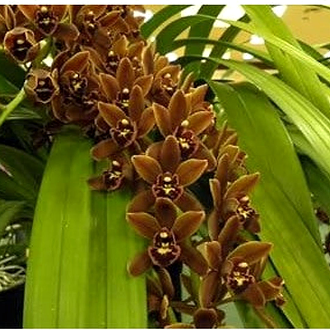 Heirloom Brown Phalaenopsis Orchid Flower Seeds for Planting [neera-v5-2e3c90aff51cd65cf0f5]