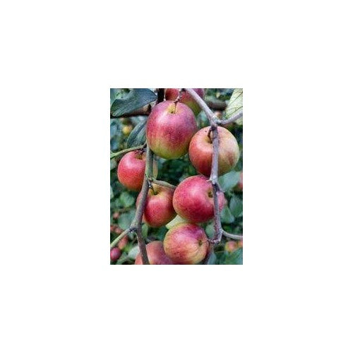 Red-Green Apple Fruit Seeds for Planting [neera-v5-2e3ca7a6f2477f701bc1]