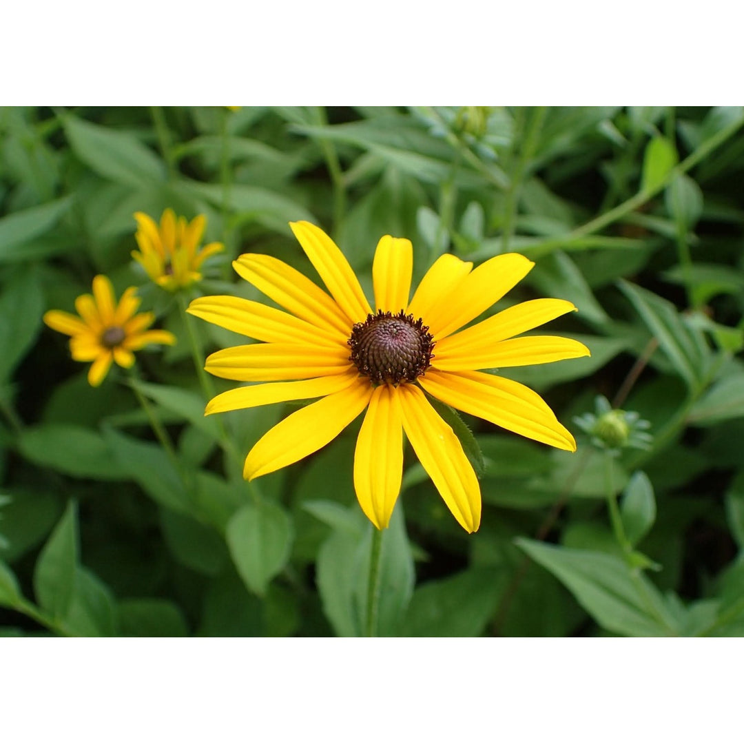Heirloom Susan Native Flower Non Gmo For Wildflower Garden Planting Flower Seeds for Home Garden [neera-v5-2e4611bc283a02dbaf48]