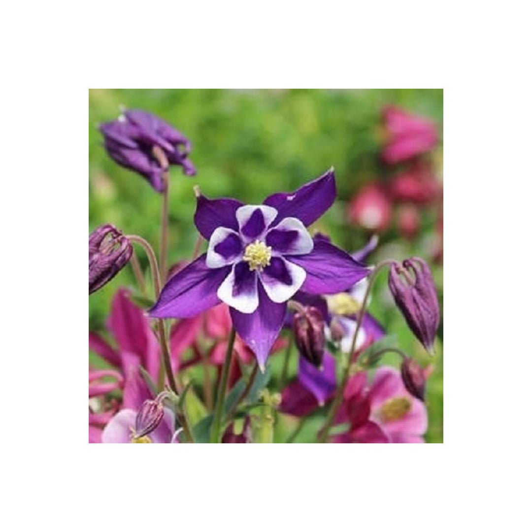 Columbine Aquilegia Vulgaris Biedermeier Flower For Planting In Shaded Garden Beds Or Borders [neera-v5-2e504d919ff50f97eefe]