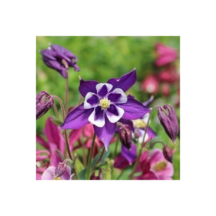 Columbine Aquilegia Vulgaris Biedermeier Flower For Planting In Shaded Garden Beds Or Borders [neera-v5-2e504d919ff50f97eefe]