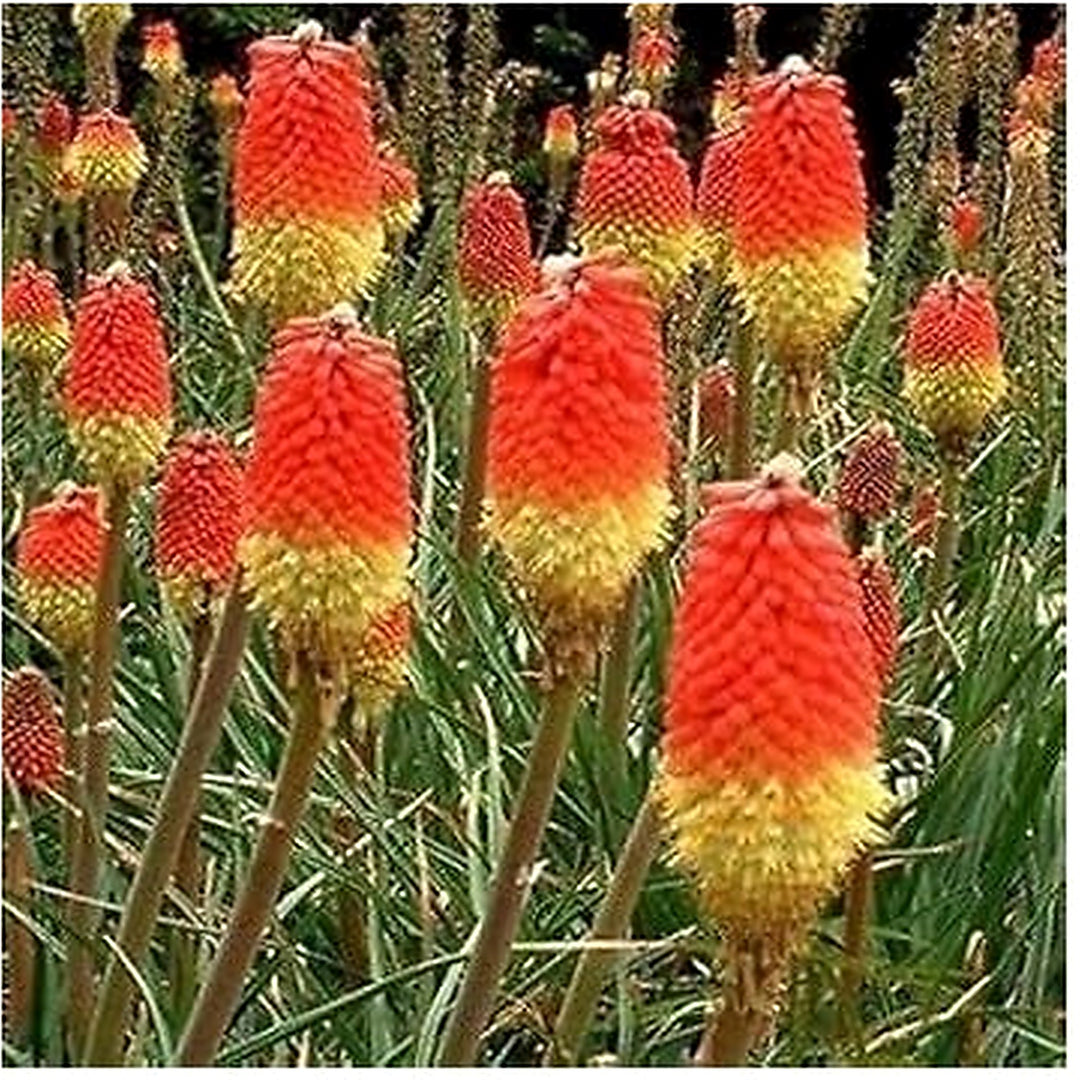 Heirloom Non-GMO Red Kniphofia Caulescens Flower Seeds for Planting [neera-v5-2e546839bc662606c8f2]