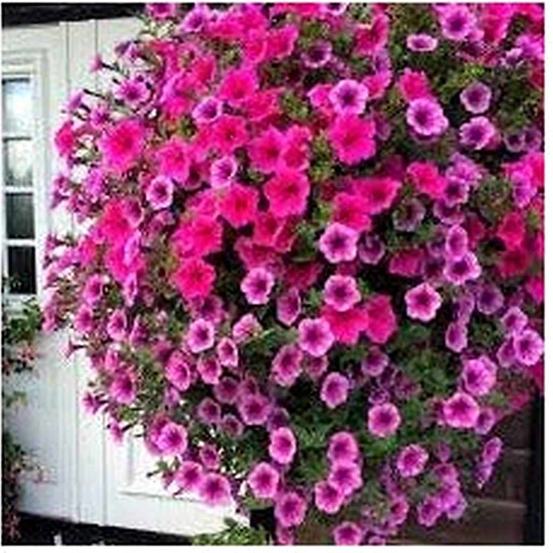 Pink Purple Hanging Petunia Seeds [neera-v5-2e54e04184ed970bb1fa]