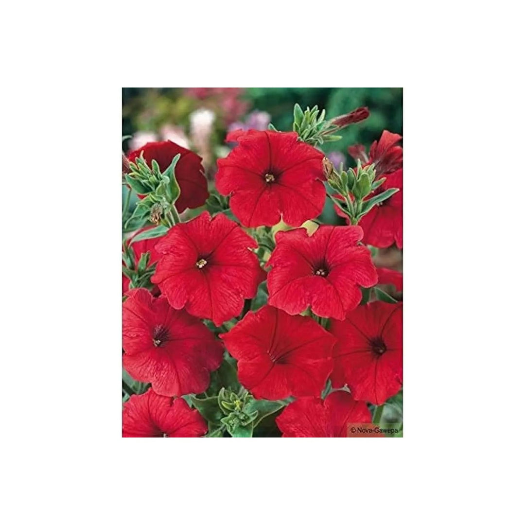 Petunia Double Madness Burgundy Flower For Planting Heirloom Non Gmo Easy To Grow Flower Seeds for [neera-v5-2e70ceb91e60712b90b6]