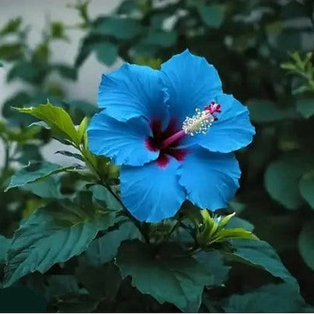 Blue & White Hibiscus Flower Seeds for Planting [neera-v5-2e73701541826936a228]