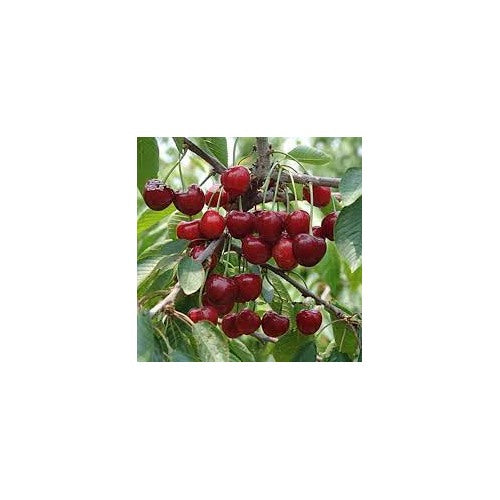 Miniature Cherry Tree Seeds for Planting [neera-v5-2e878377627ae6c60dfc]