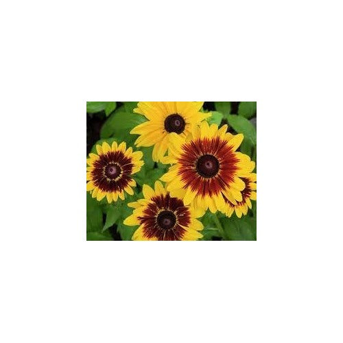 Cutleaf Coneflower Seeds for Planting [neera-v5-2e91f1b575cbbf059140]