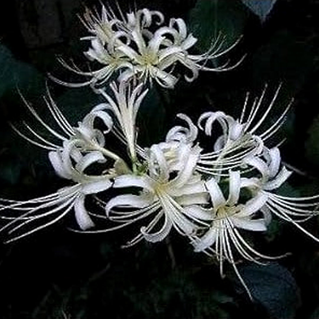 Organic White Lycoris Flower Seeds for Planting [neera-v5-2e99b6bc4c783b490729]