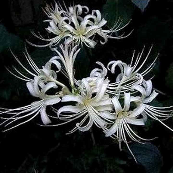 Organic White Lycoris Flower Seeds for Planting [neera-v5-2e99b6bc4c783b490729]