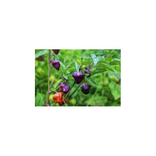UFO Pepper Seeds for Vegetable Planting [neera-v5-2e9de58617f8ef083b62]