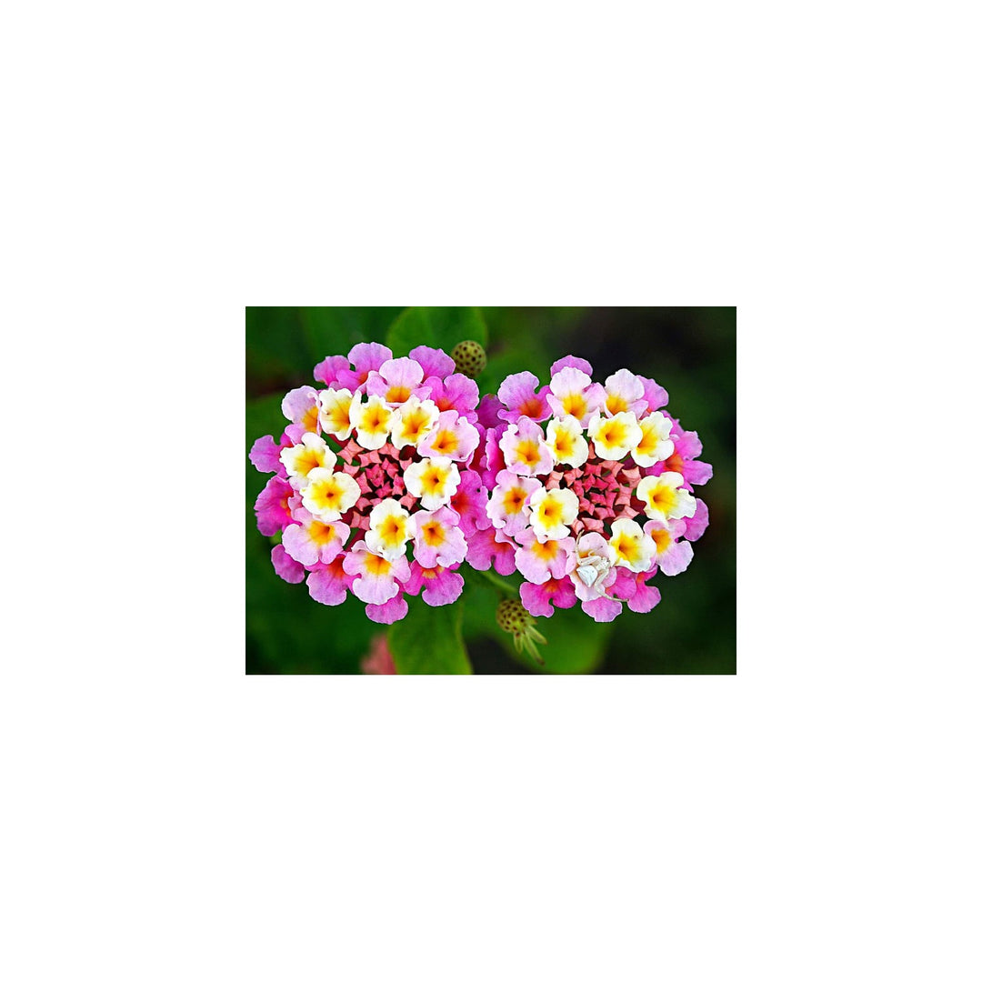 Heirloom Non Gmo Lantana Flower Planting Vibrant Butterfly Friendly Garden Blooms Flower Seeds [neera-v5-2eac2bfa7809d9555bb0]