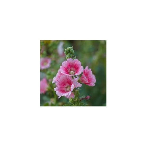 Baby Pink Hollyhock Flower Planting Seeds for Garden [neera-v5-2eae26fede44ff8ca370]