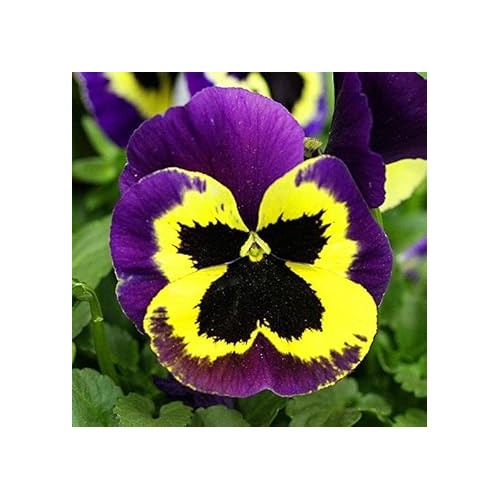 Dark Purple Yellow Pansy Flower Seeds [neera-v5-2ebcc3749b8889c0e6ac]