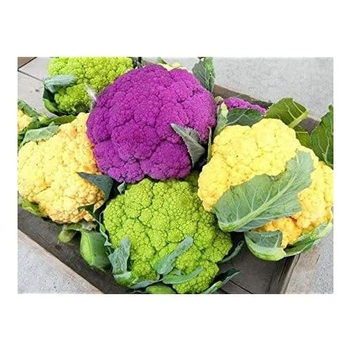 Mixed Cauliflower Seeds for Planting [neera-v5-2ebd80e618fc8e2de290]