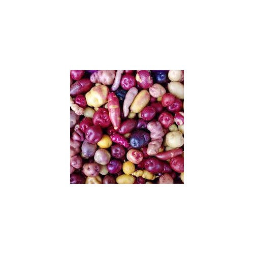 Heirloom Mixed Color Potato Vegetable Seeds for Planting [neera-v5-2ec01a9177a599cf5bac]