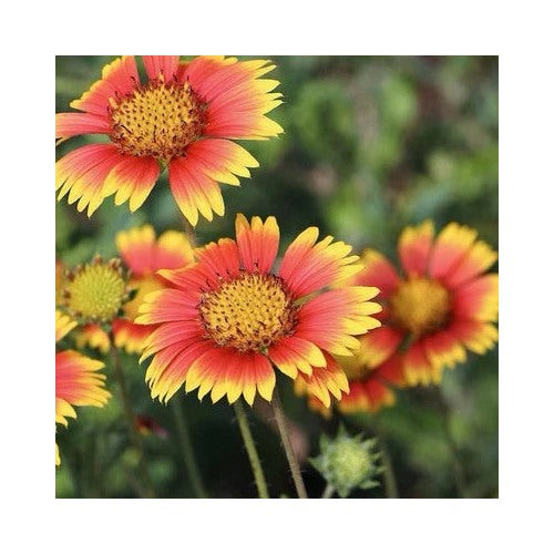 Indian Blanket Gaillardia Pulchella Usa Seller Heirloom Non Gmo Flower Seeds Home Garden [neera-v5-2ec599070e4b6aec4c6a]