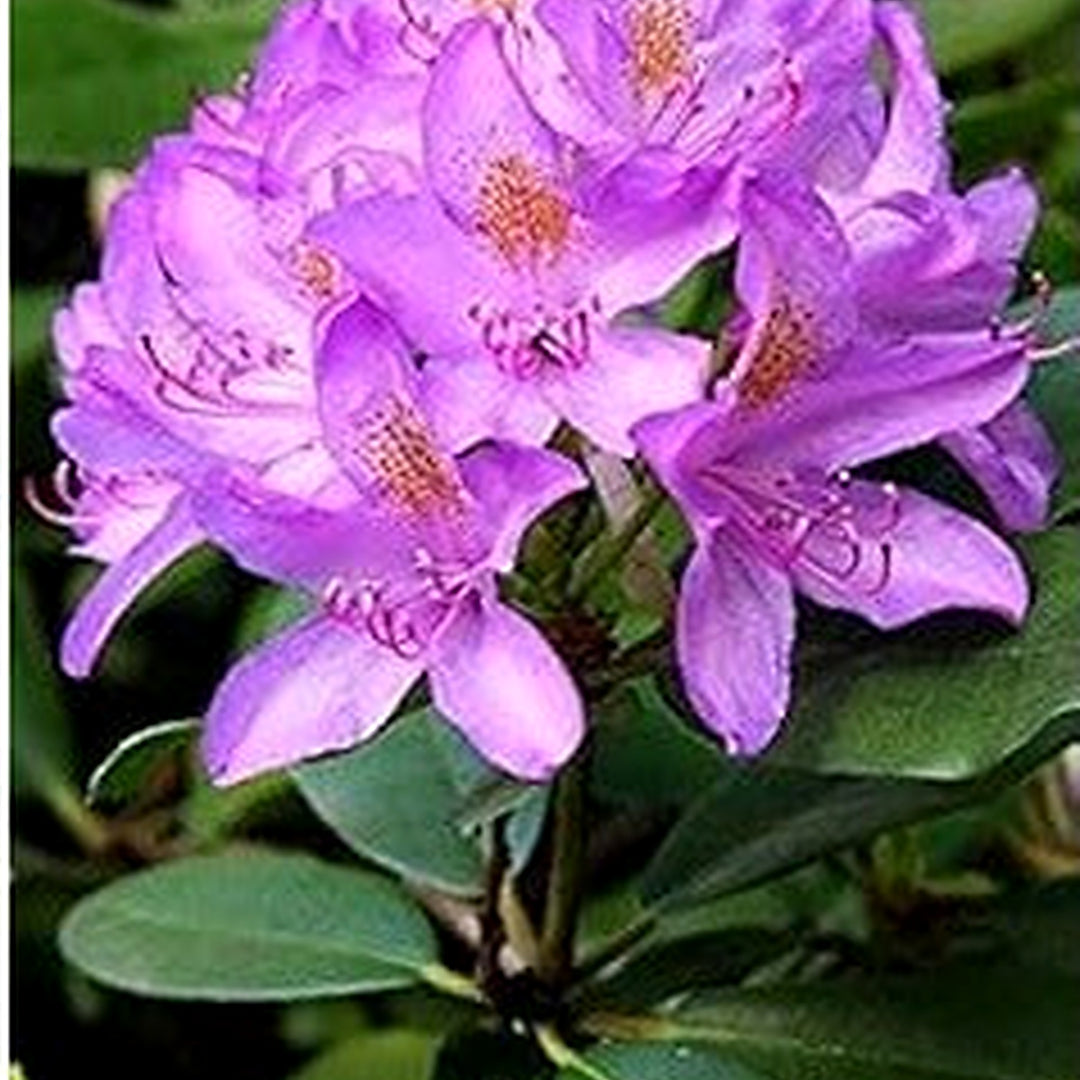 Light Purple Brown Rhododendron Seeds for Planting [neera-v5-2ec72a7ce346f84399d9]