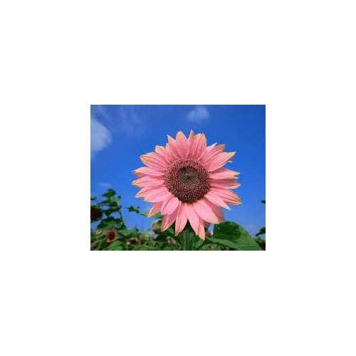 Pink Bright Sunflower For Planting Unique Color Blooms For Your Garden Flower Seeds for Home Garden [neera-v5-2eca764b1aa6733008c3]