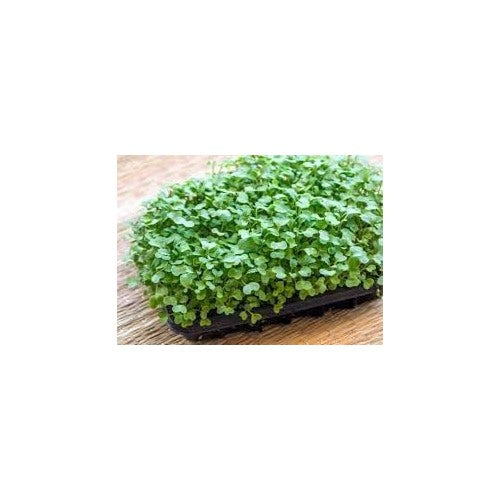Heirloom Non-GMO Kale Seeds for Planting [neera-v5-2ed8b311bcf62d940cea]