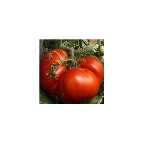 Zac Tomato Seeds for Planting [neera-v5-2edd967280a7c3e35b72]