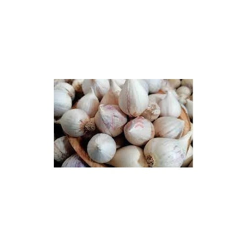 Clove Garlic Vegetable Seeds [neera-v5-2edf9d594af9a051cbad]