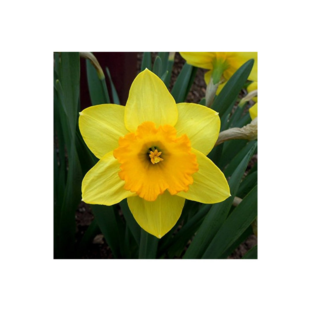 Yellow Daffodils Flower Planting Non Gmo Heirloom Spring Blooms Flower Seeds Home Garden [neera-v5-2ee1409bb73a2cdb0831]