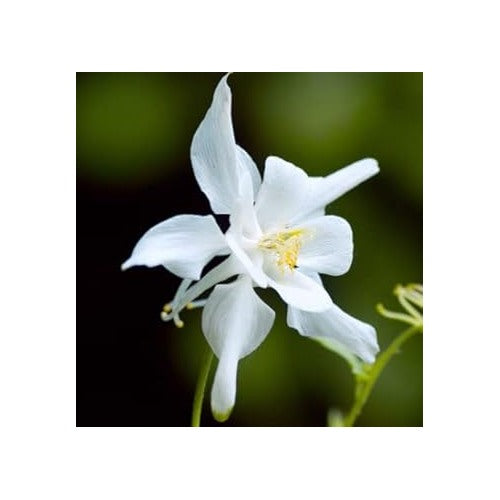 Heirloom Non-GMO White Columbine Flower Seeds for Planting [neera-v5-2eeaf1d98fed855dd599]