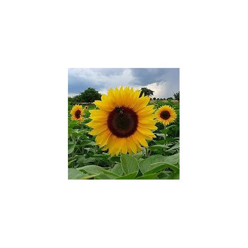 Yellow Sunflower Seeds for Planting [neera-v5-2ef16d5c96403d414da6]