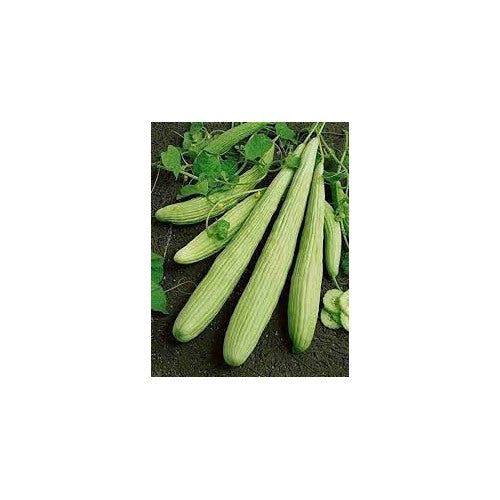 Armenian Pale Green Cucumber Seeds for Planting | Heirloom Non-GMO Organic Garden Seeds [neera-v5-2f04114b77a8812aff9f]