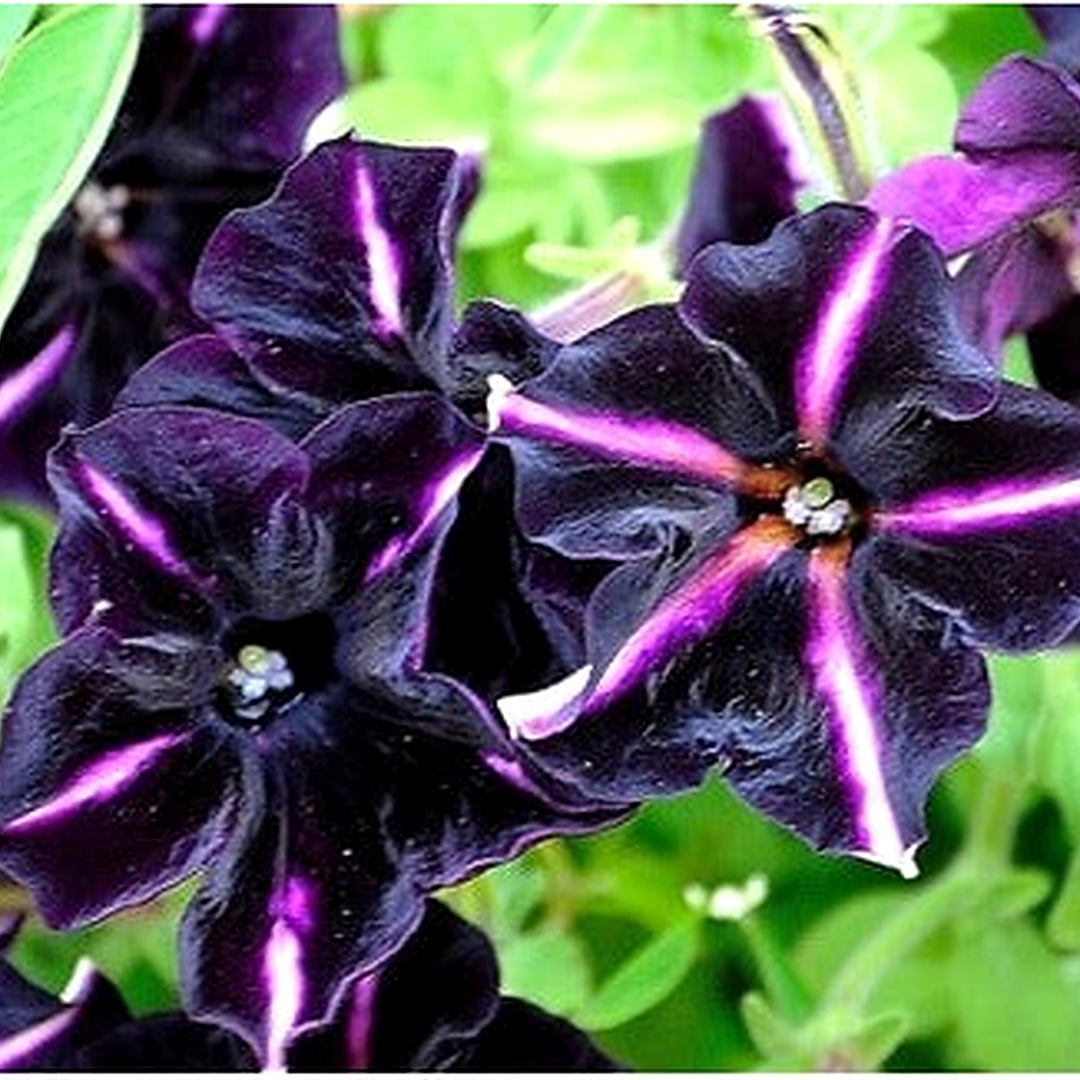 Black Purple Petunia Flower Seeds for Planting [neera-v5-2f0e7b1ee3121a1a3b77]