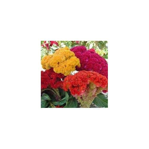 Celosia Flower Planting Seeds for Garden [neera-v5-2f11130ae991425a3143]
