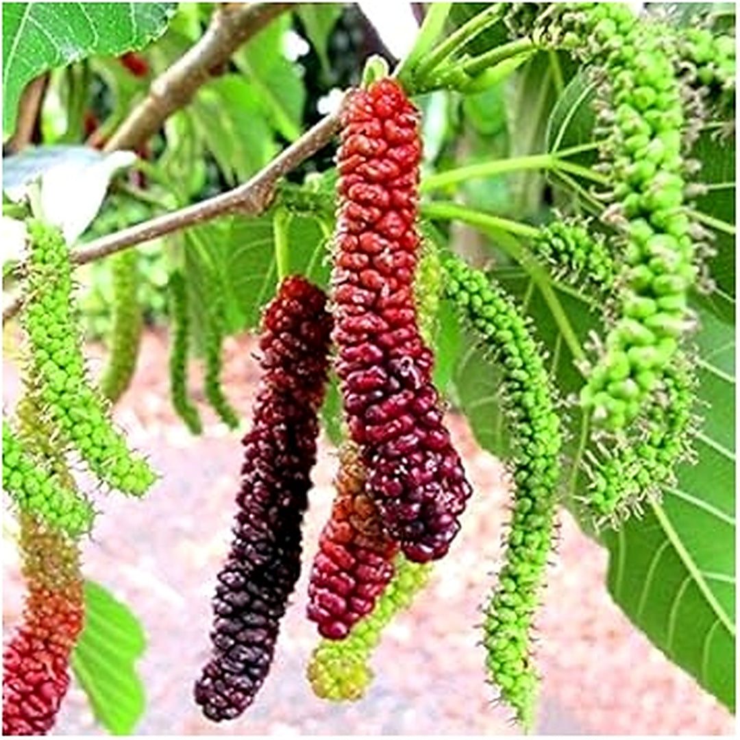 Long Mulberry Fruit Seeds for Planting [neera-v5-2f17cb2bd13d8e373724]