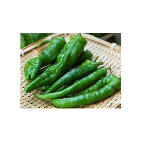 Manganji Pepper Seeds for Planting [neera-v5-2f1eb0175eff42161dd4]