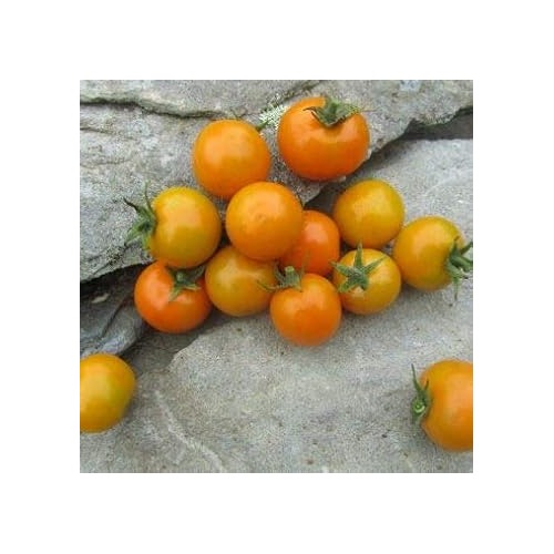 Heirloom Non-GMO Yellow Tomato Seeds for Planting [neera-v5-2f1f413f295d70e83344]