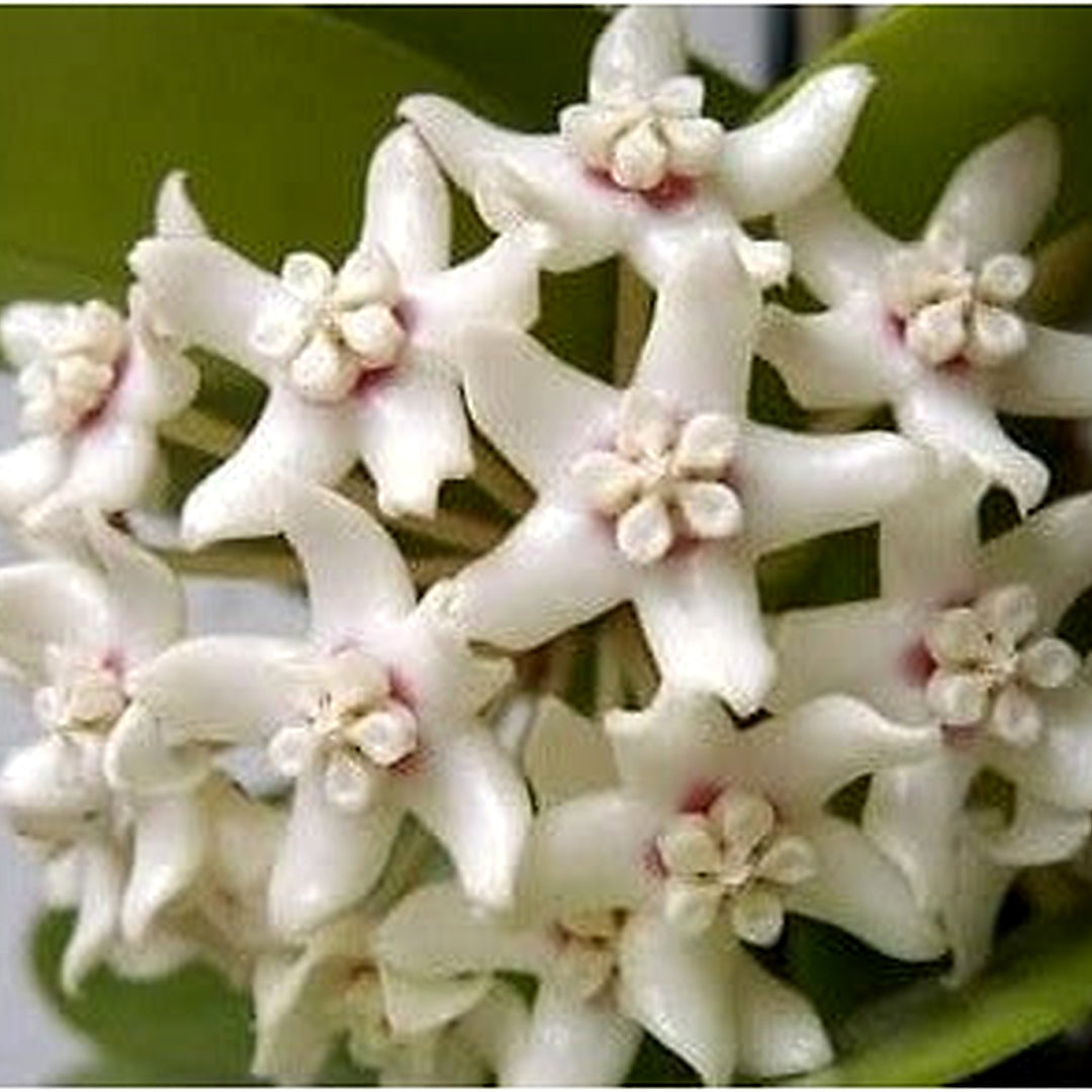 White Hoya For Planting Organic Heirloom Non Gmo Flower Flower Seeds for Home Garden Planting, [neera-v5-2f22fdd940a9dfa4d294]