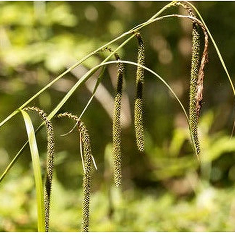 Carex Pendula Seeds for Planting [neera-v5-2f2f98a264ecd5b6ae71]