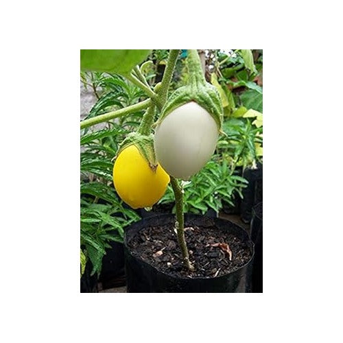 Yellow and White Eggplant Seeds for Planting [neera-v5-2f367dfad65ebd1380a7]