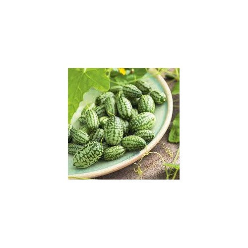 Heirloom Non-GMO Cucamelon Seeds (Green Scabra) for Planting | Organic Garden High Germination Seeds [neera-v5-2f45fc36f39ad489d3dc]