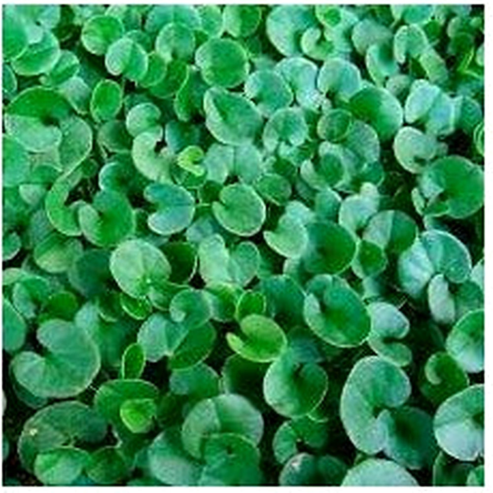 Heirloom Non-GMO Green Dichondra Repens Lawn Seeds For Planting Lush Ground Cover High Germination Organic Garden Seeds [neera-v5-2f4cc4af69fb39efa691]