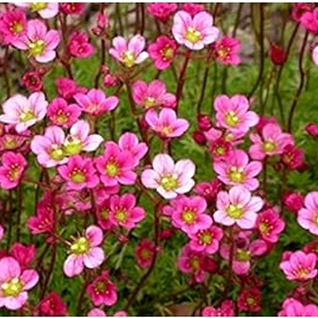 Heirloom Saxifrage Rose Plant Seeds for Planting [neera-v5-2f4e7d844e5baf002653]