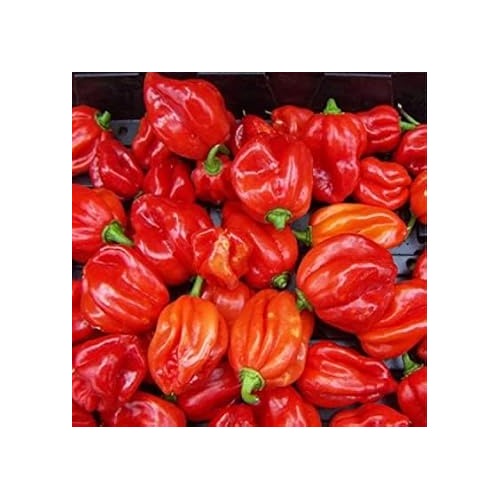 Heirloom Non-GMO Scotch Bonnet Pepper Vegetable Seeds [neera-v5-2f55846287ee29938023]
