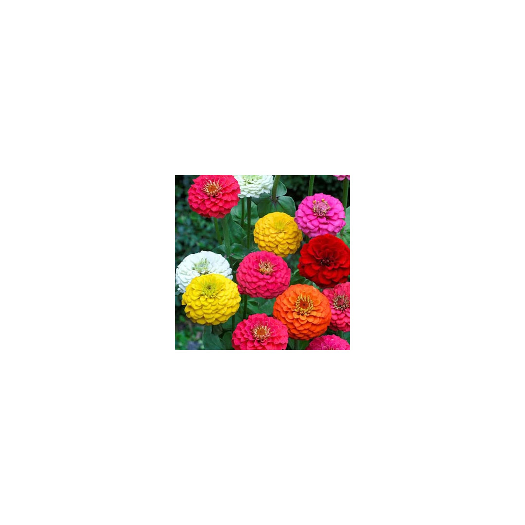 Zinnia Double Mixed Flower For Planting Vibrant Non Gmo Heirloom Flower Flower Seeds for Home [neera-v5-2f56d4cc018c5c0e68fc]