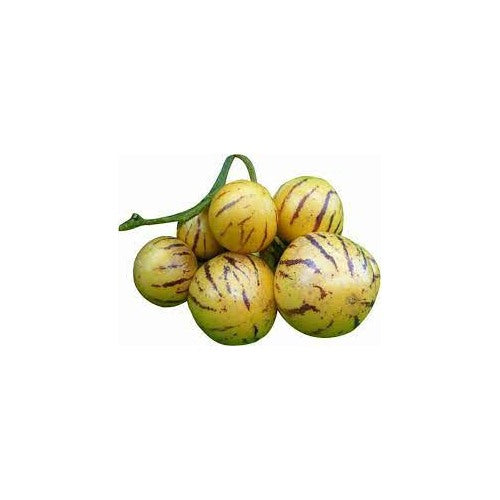 Asian Apple Melon Seeds for Planting [neera-v5-2f5f9a0654128e87b82d]