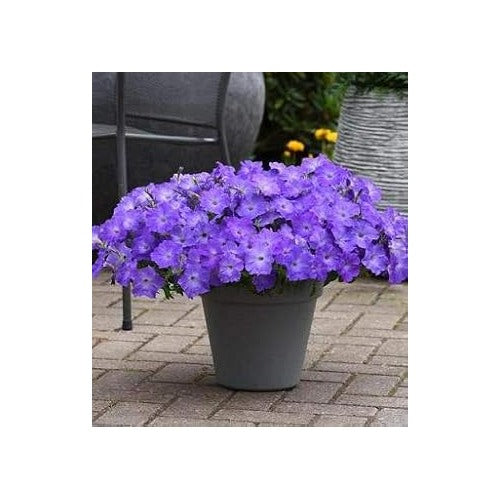 Light Lavender Hanging Petunia Seeds for Planting [neera-v5-2f63ca436dd67940c45e]