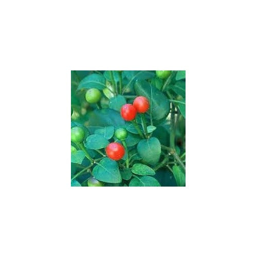Chiltepín Pepper Vegetable Seeds for Planting [neera-v5-2f65f8f79ee6b15b9851]
