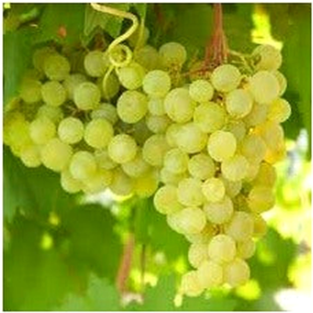 Lakemont Grape Fruit Seeds [neera-v5-2f6d05bf7142e3d5a804]