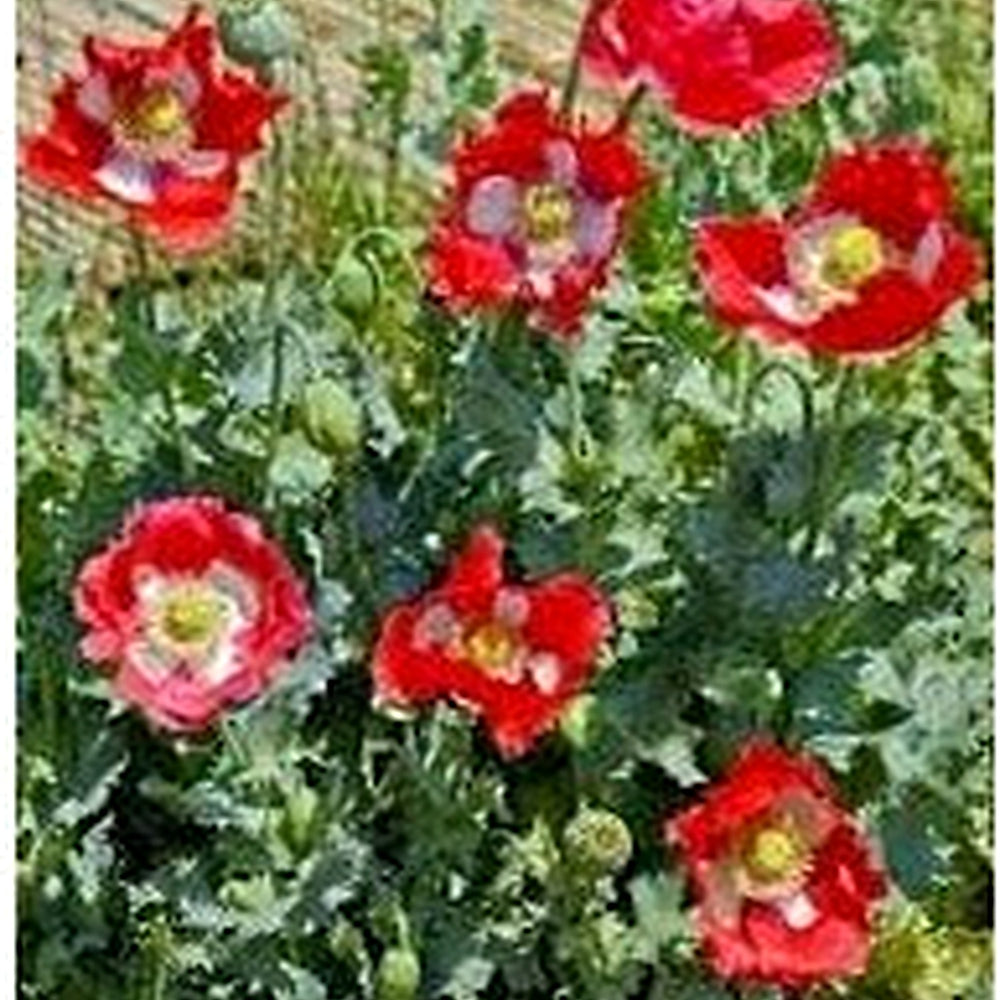 Danish Flower Seeds for Planting [neera-v5-2f6d15bfd92905381e88]