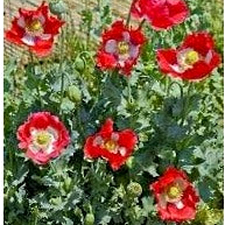 Danish Flower Seeds for Planting [neera-v5-2f6d15bfd92905381e88]